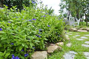 flower bed border-rocks used as flower bed border