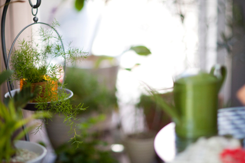 Container Garden