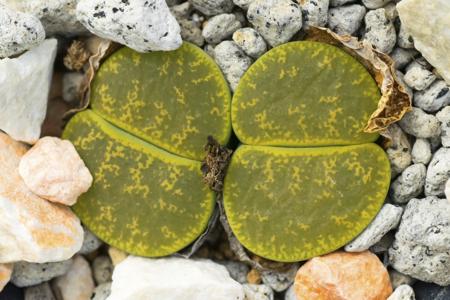 Growing Lithops