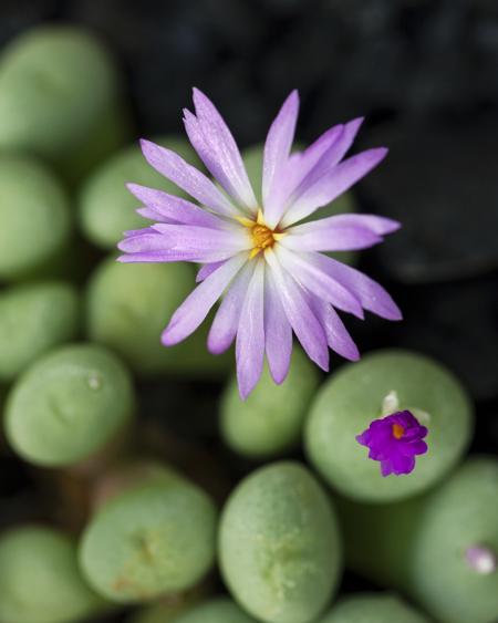Landscaping with Lithops