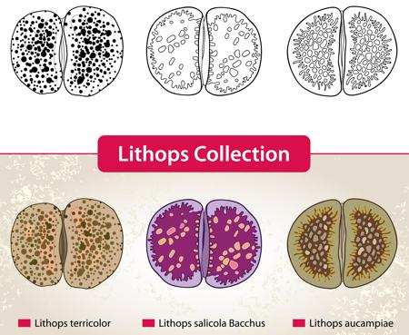 Lithops Collectors