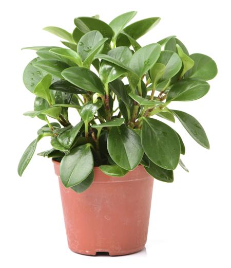 Peperomia plant in pot