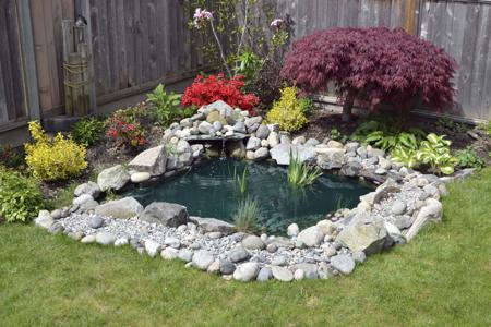 Backyard pond