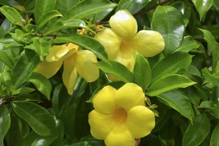 Tropical flower plant