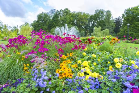 Colorful flowers 