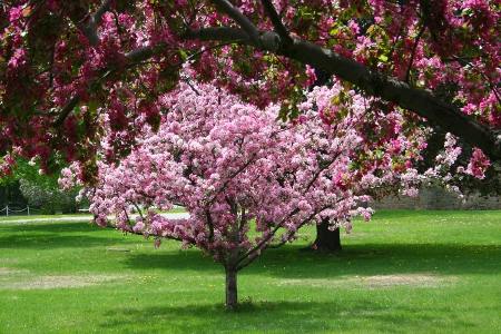 Crabapple Tree