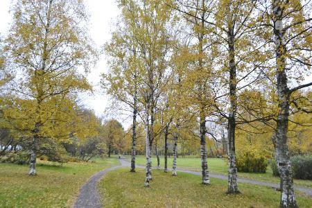 Birch Trees