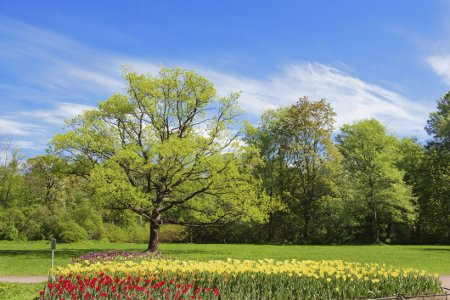 Oak Trees