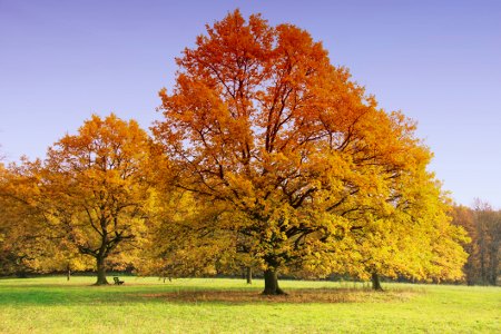 Sugar Maple Trees