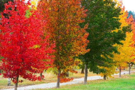 Sweet Gum Trees