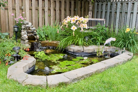 Fish pond with water lily in the backyard