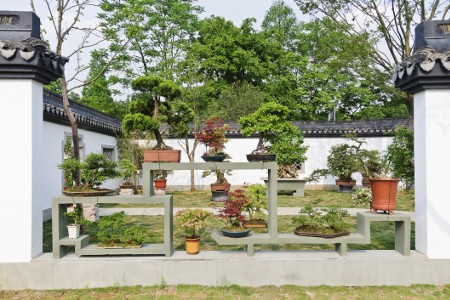 Bonsai Plants Well-Arranged