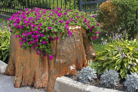 Using Stump for Growing Flowers