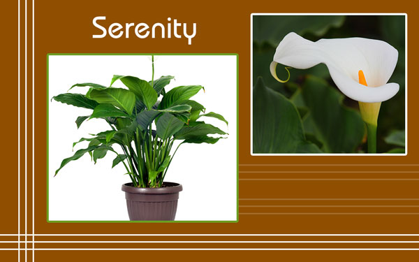 Peace Lily Plant