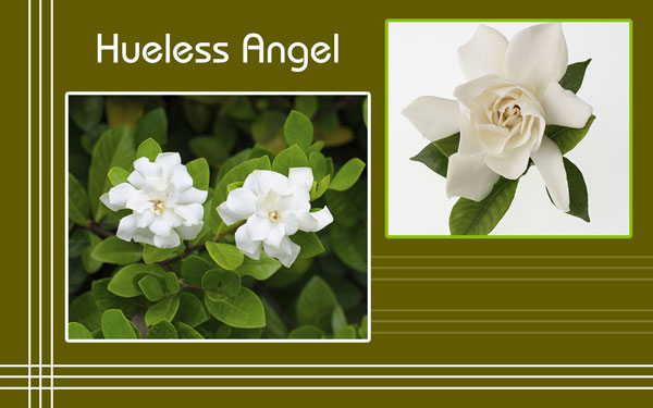 Gardenia Plant