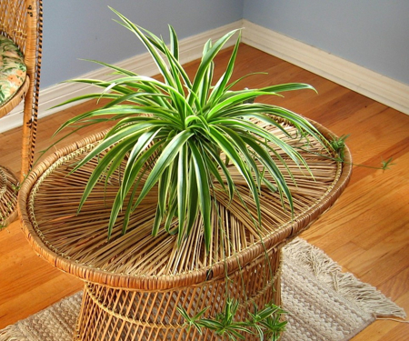 Spider Plant