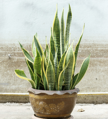 Snake Plant