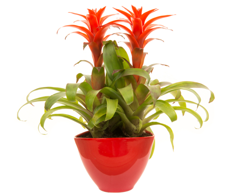 Bromeliads Plant