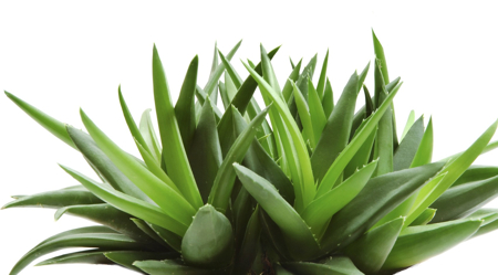 Aloe Plants