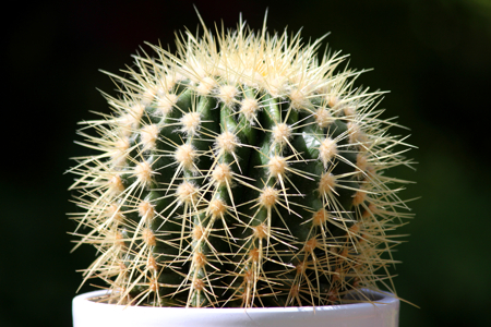 Green cactus plant