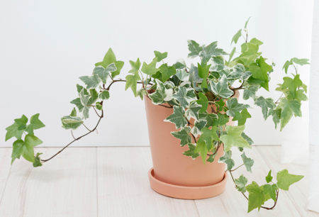 English Ivy plant