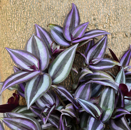 Wandering Jew plant