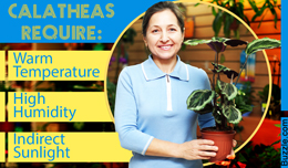 Tips to care for Calathea plant