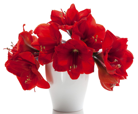 Amaryllis Plant