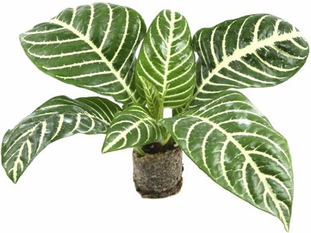 calathea plant