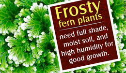 Frosty fern plant care tips