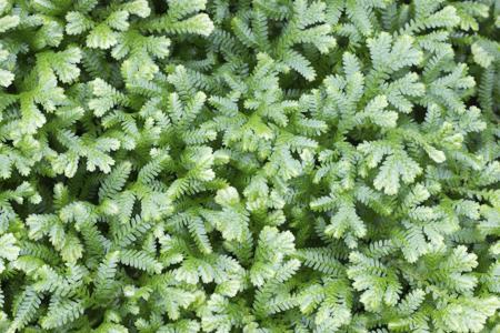 Frosty Fern Plant