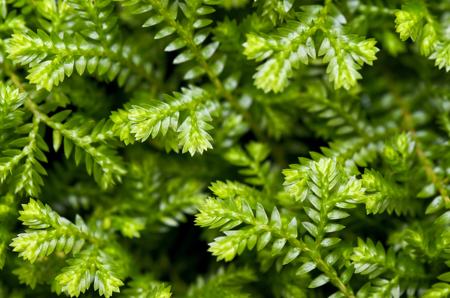 Frosty Fern Plant Transplanting