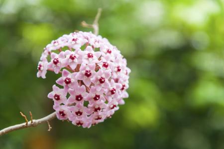 Hoya carnosa flower