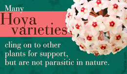 Fact about Hoya plant varieties