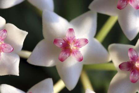 Hoya Bella flower