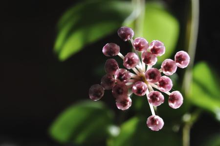 Hoya bilobata flower