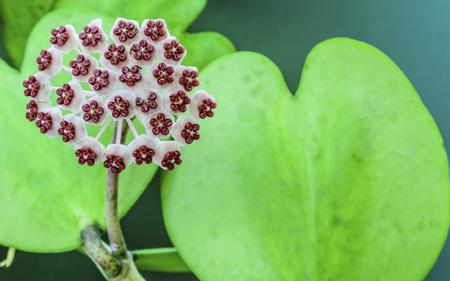 Hoya kerrii flowers