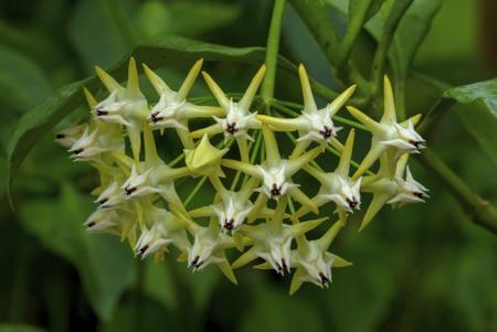 Hoya multiflora flowers