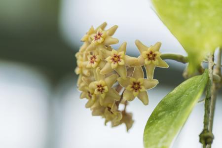 Hoya flowers