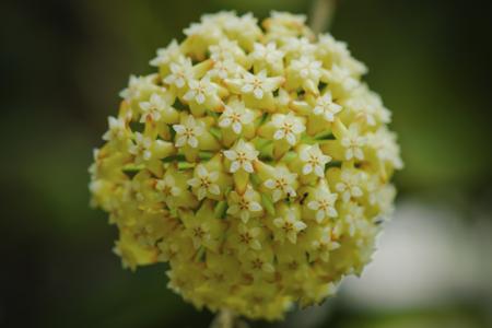 Yellow Hoya flowers