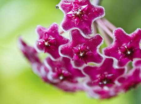 Pink Hoya flowers