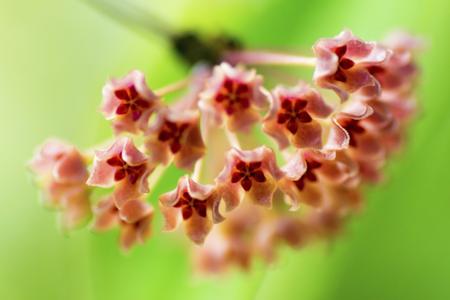 Hoya fischeriana flowers