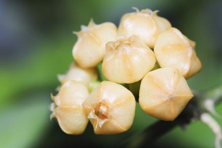 Yellow Hoya flowers