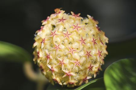 Orange Hoya flowers