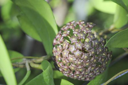 Brown Hoya flowers