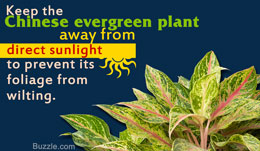 Chinese evergreens care tip