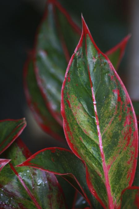 red aglaonema leaf