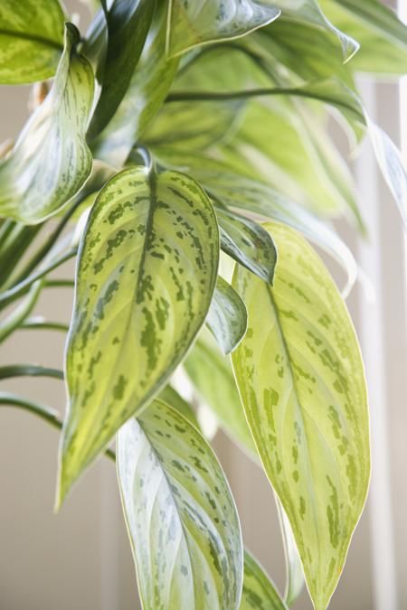 evergreen houseplant