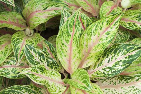 green aglaonema leaf