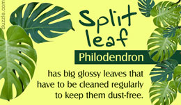 Tips to care for a split-leaf philodendron